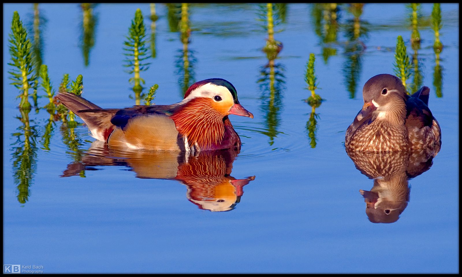 Pair of Mandarin Ducks