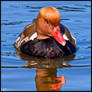 Red-Crested Pochard Portrait