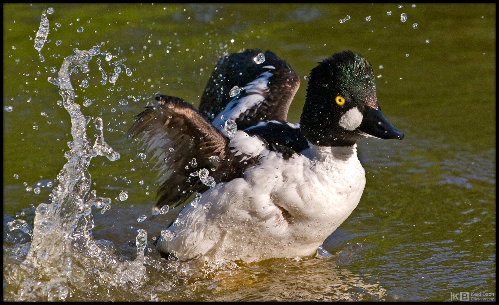 Splashing