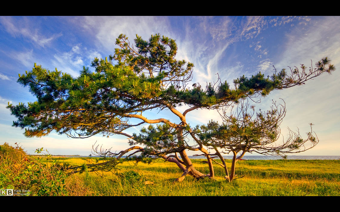 A Tree with Character by KeldBach