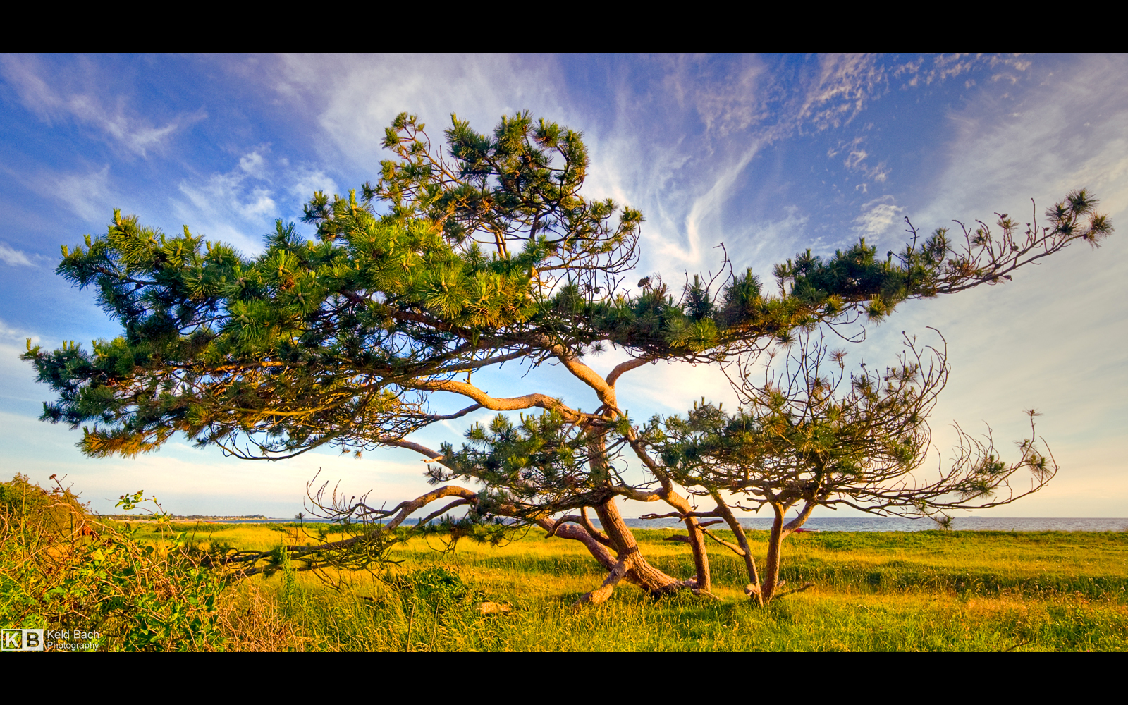 A Tree with Character by KeldBach