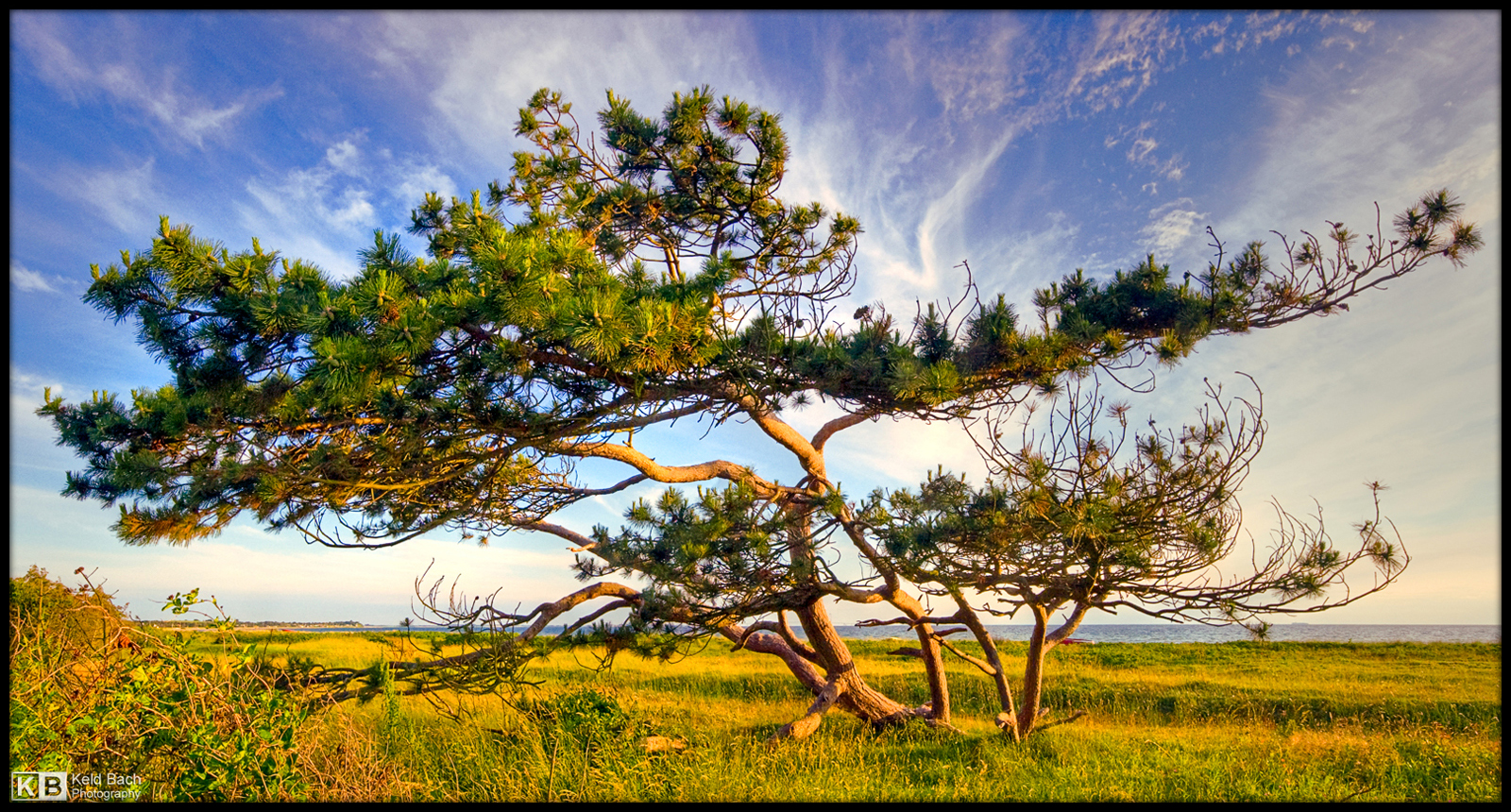 A Tree with Character