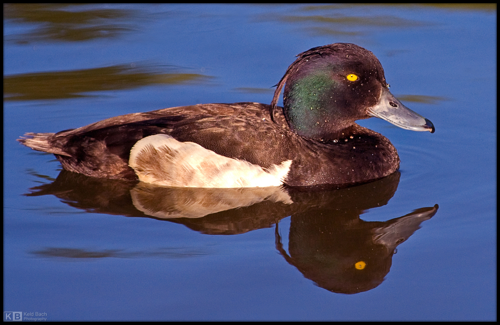Tufted Duck