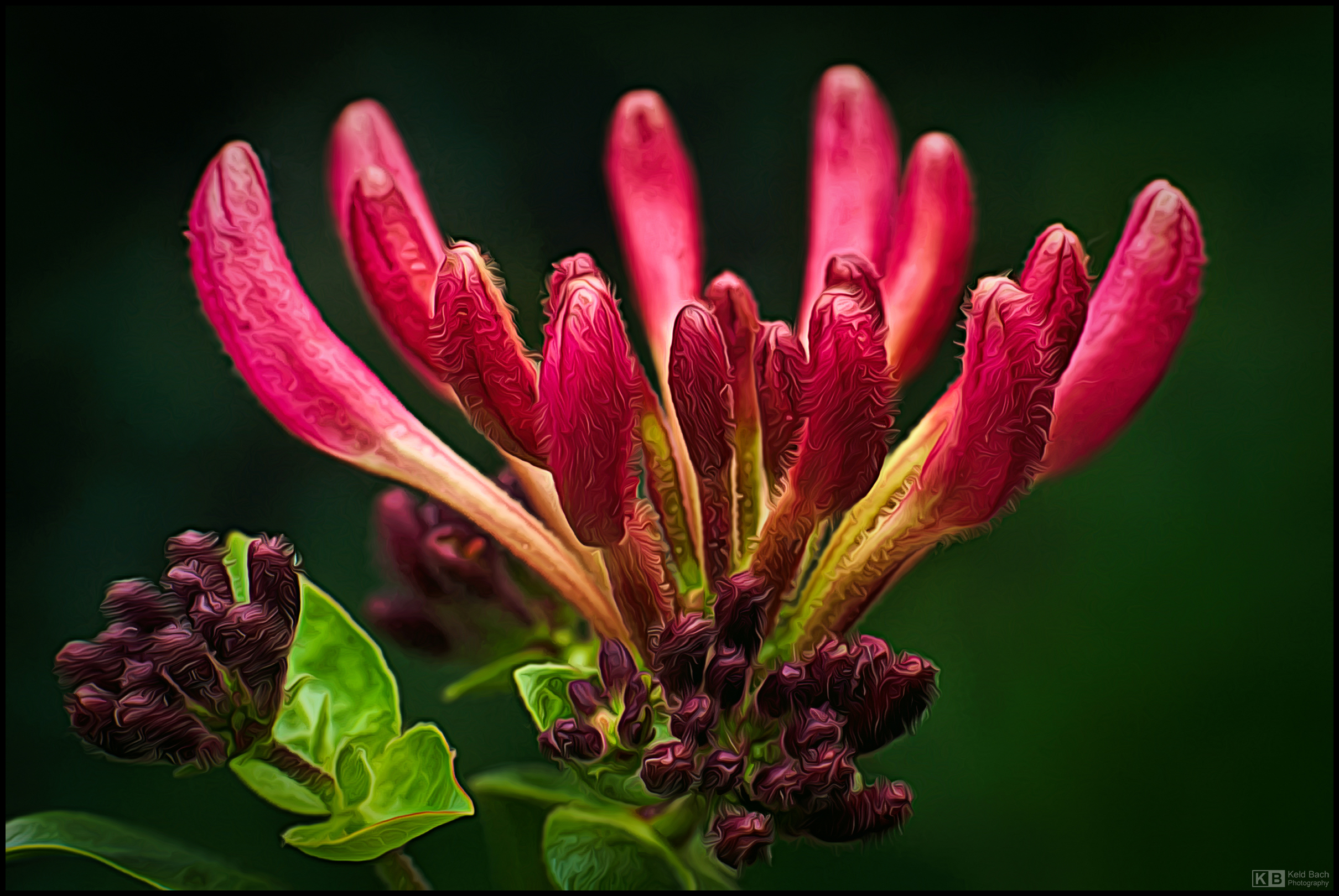 Painterly Honeysuckle