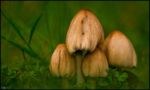 Fungus Friends