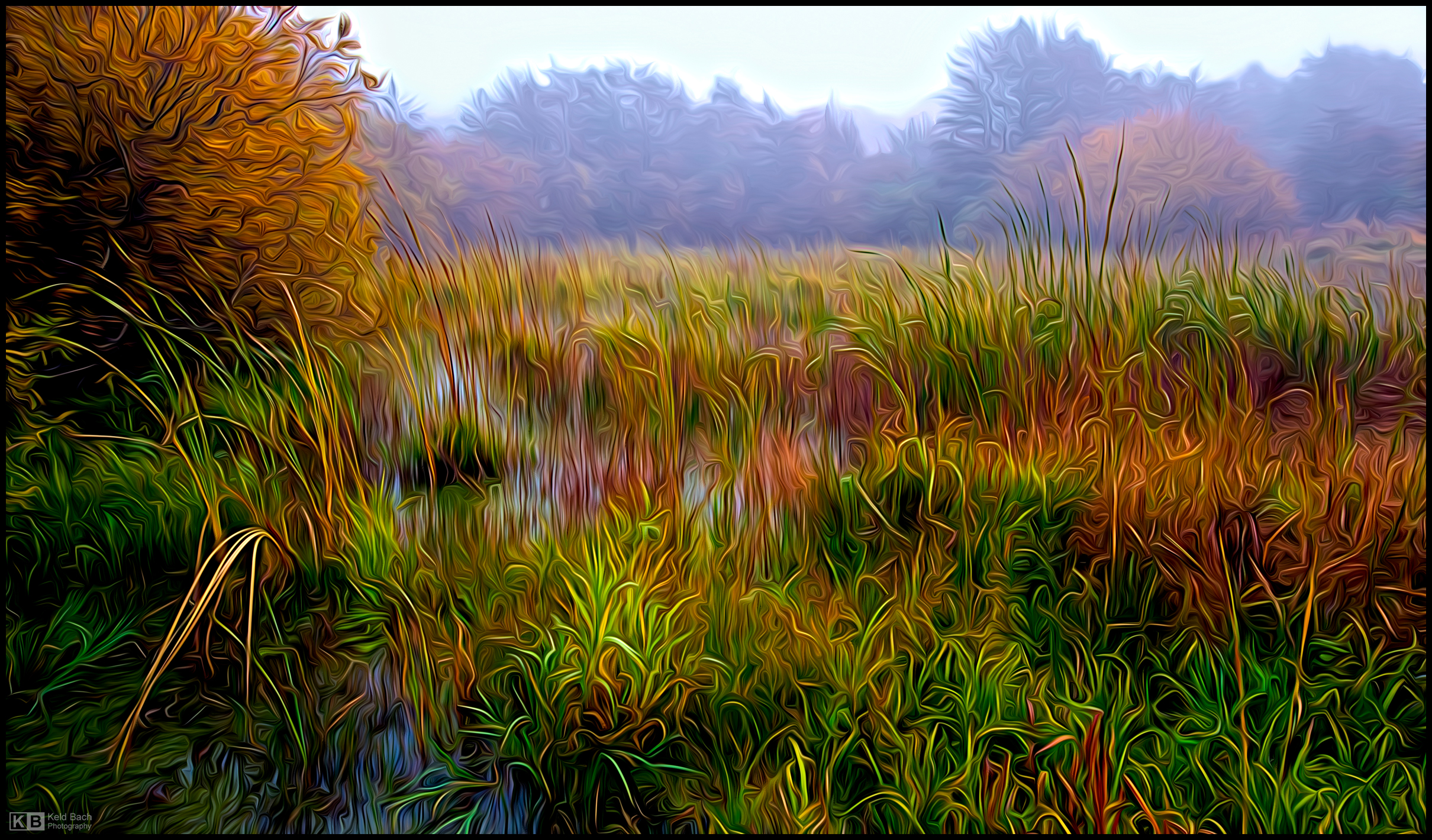 Misty Wetlands
