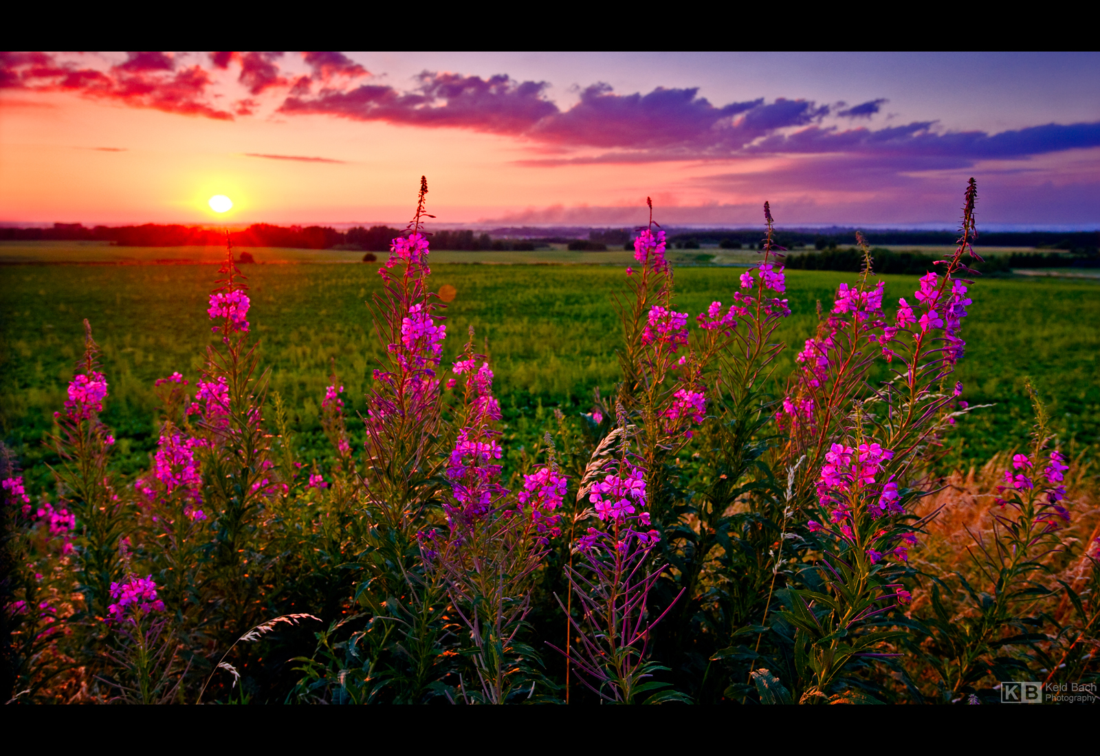 Rosebay Sunset by KeldBach