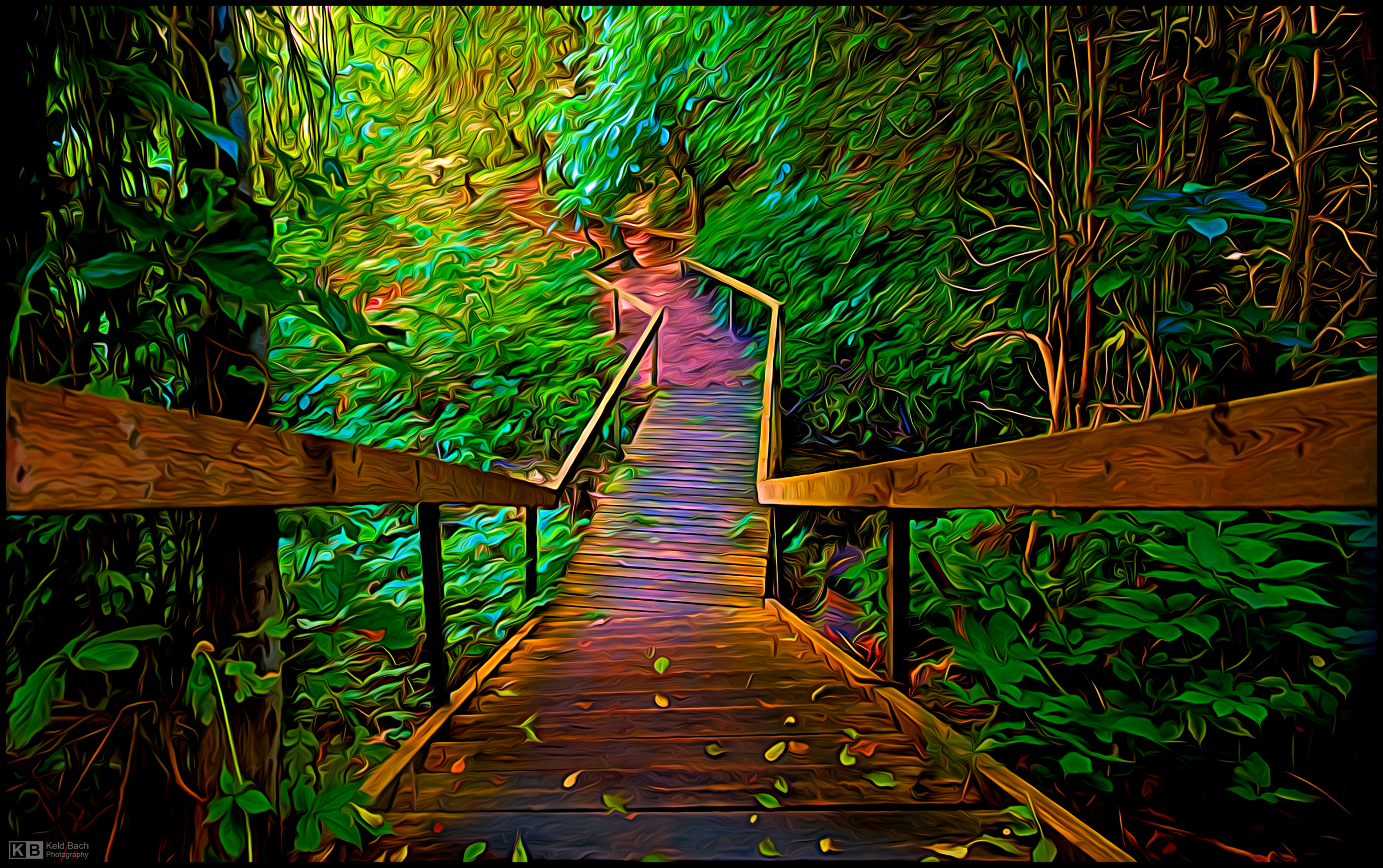 Into the Rain Forest