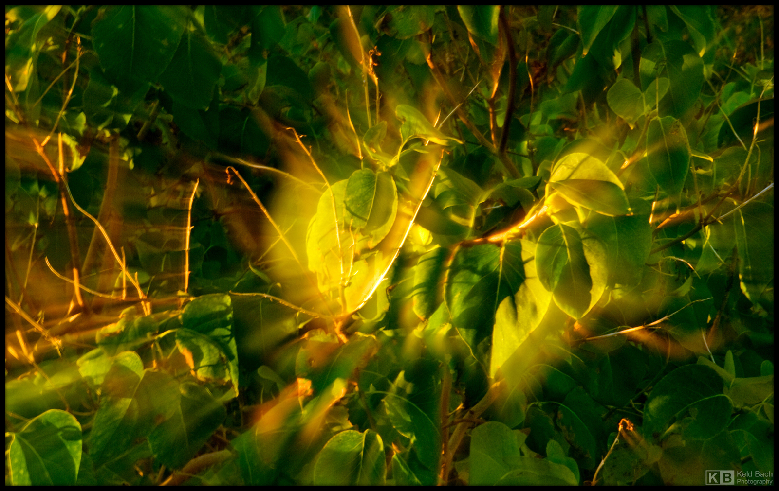 Glowing Lilac Leaves