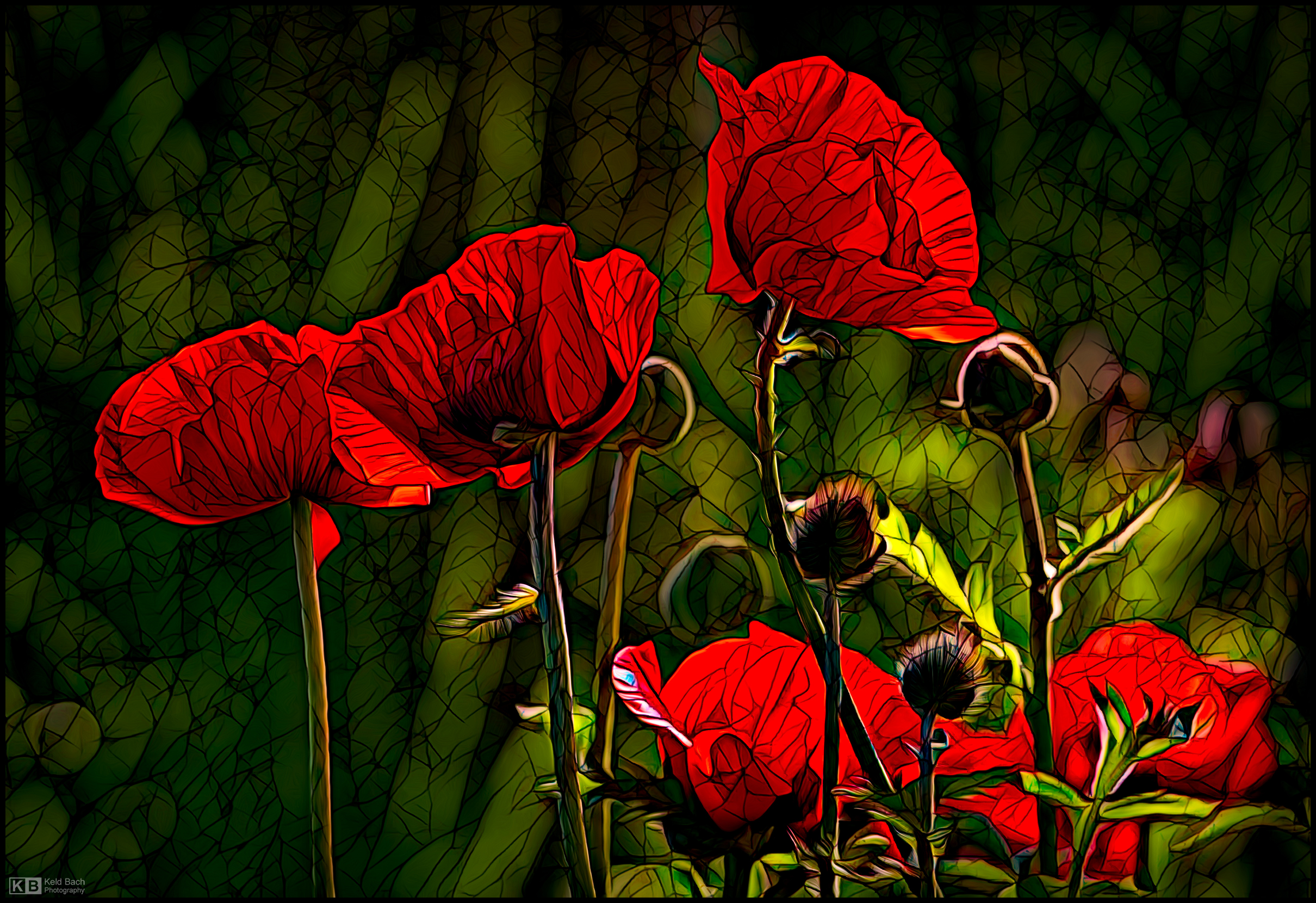 Expressive Blooming Poppies