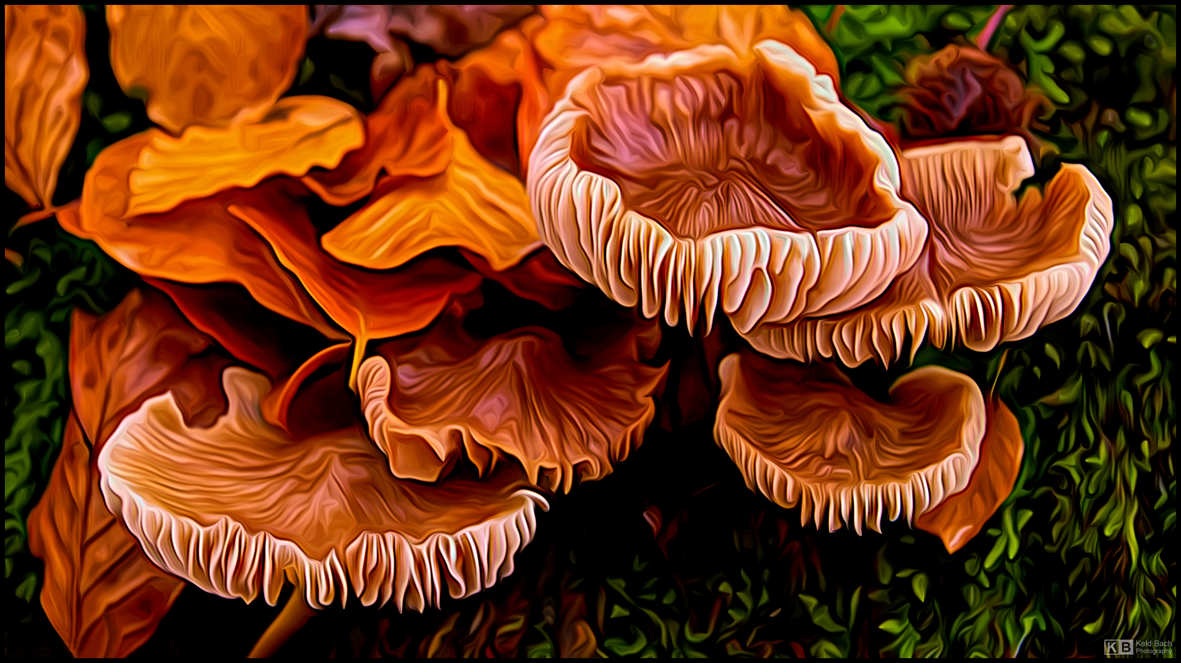 Funky Fungi