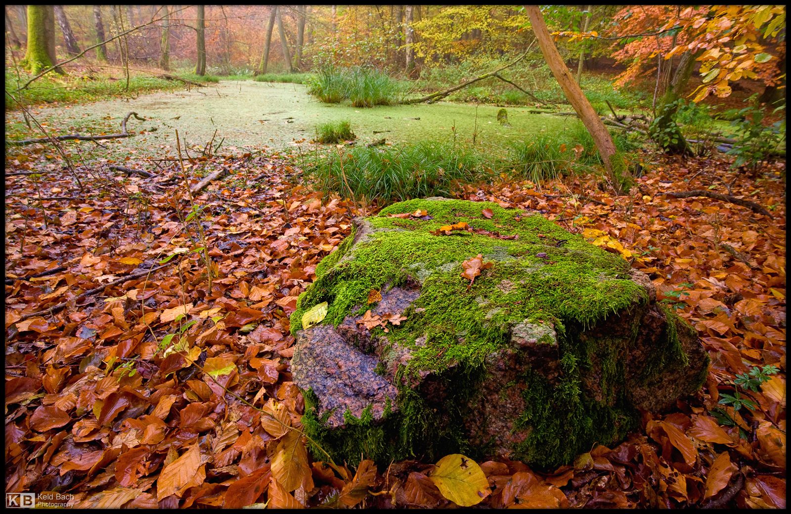 Mossy Rock