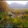 Misty Wetlands