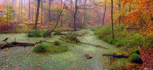 Autumn in the Swamp by KeldBach