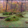 Autumn in the Swamp