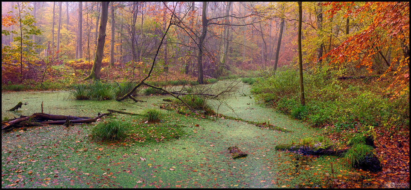 Autumn in the Swamp
