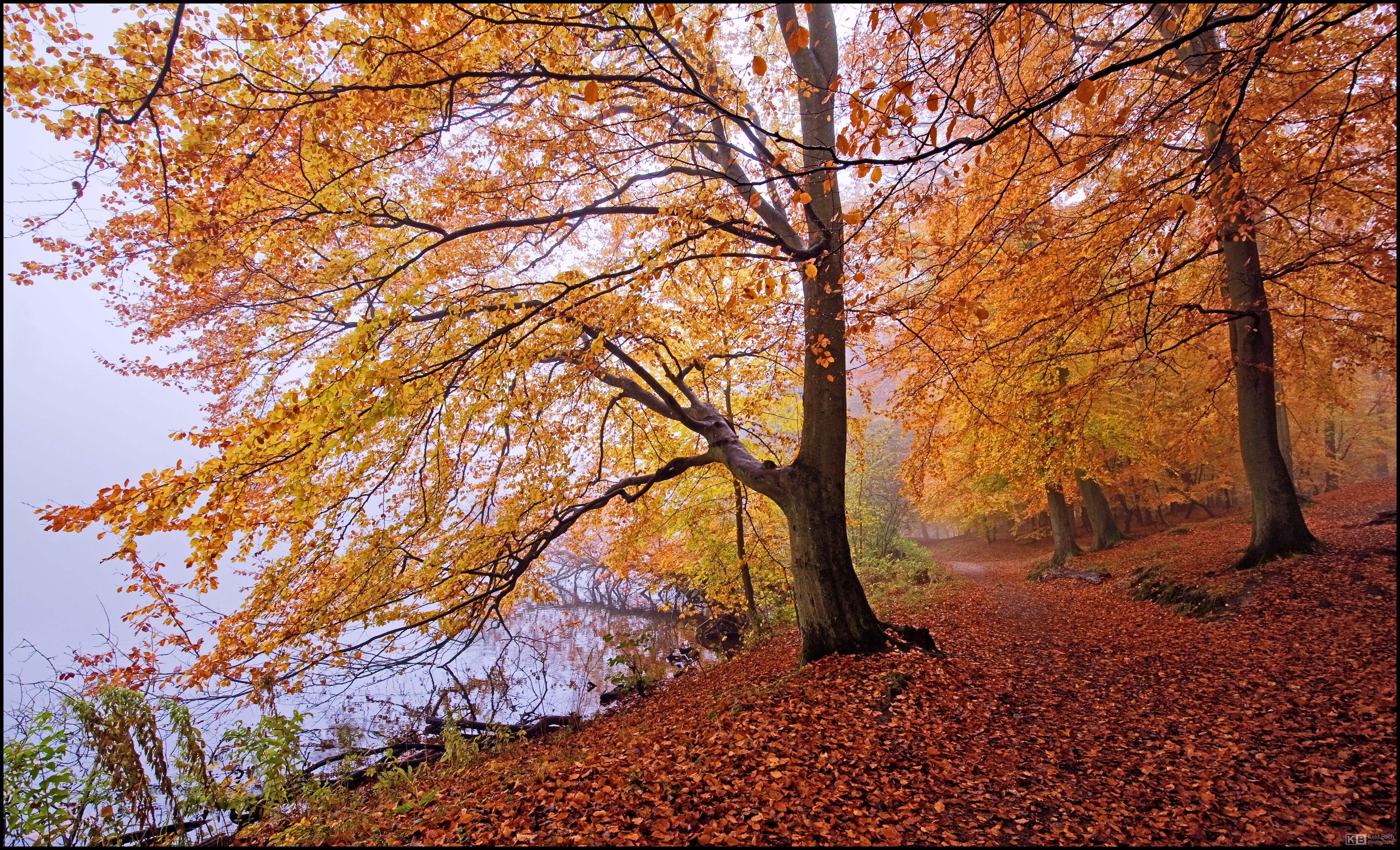 Golden Beeches