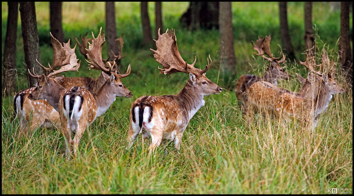 Fallow Deer Bucks