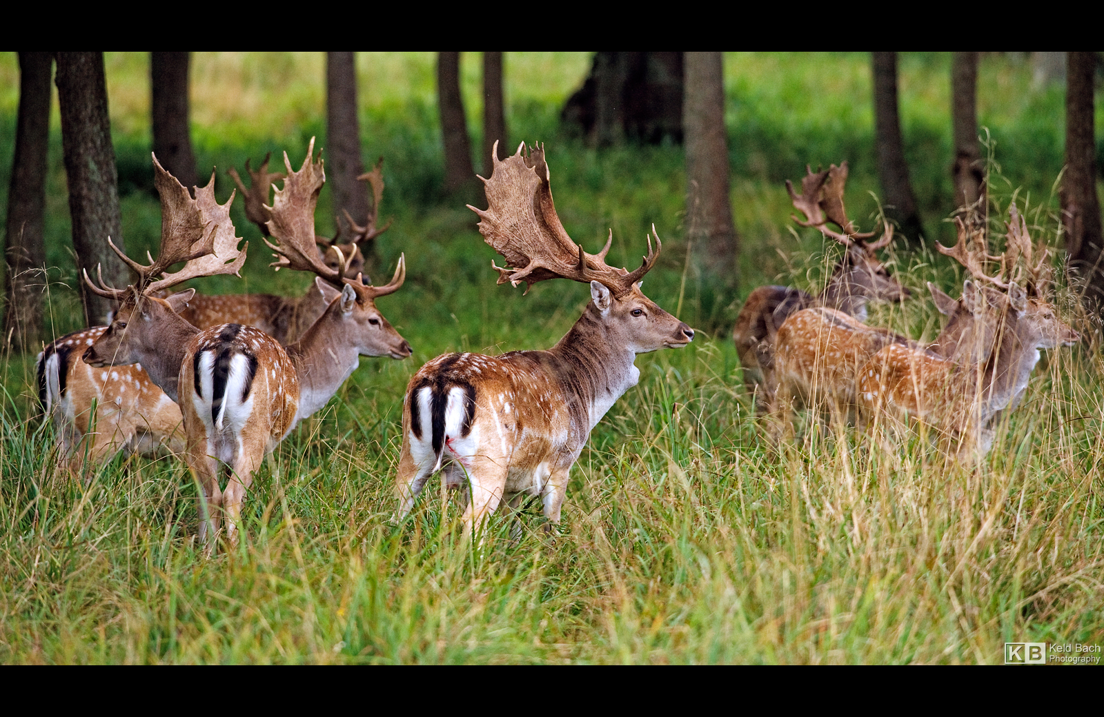 Fallow Deer Bucks by KeldBach
