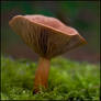 Funnel Mushroom