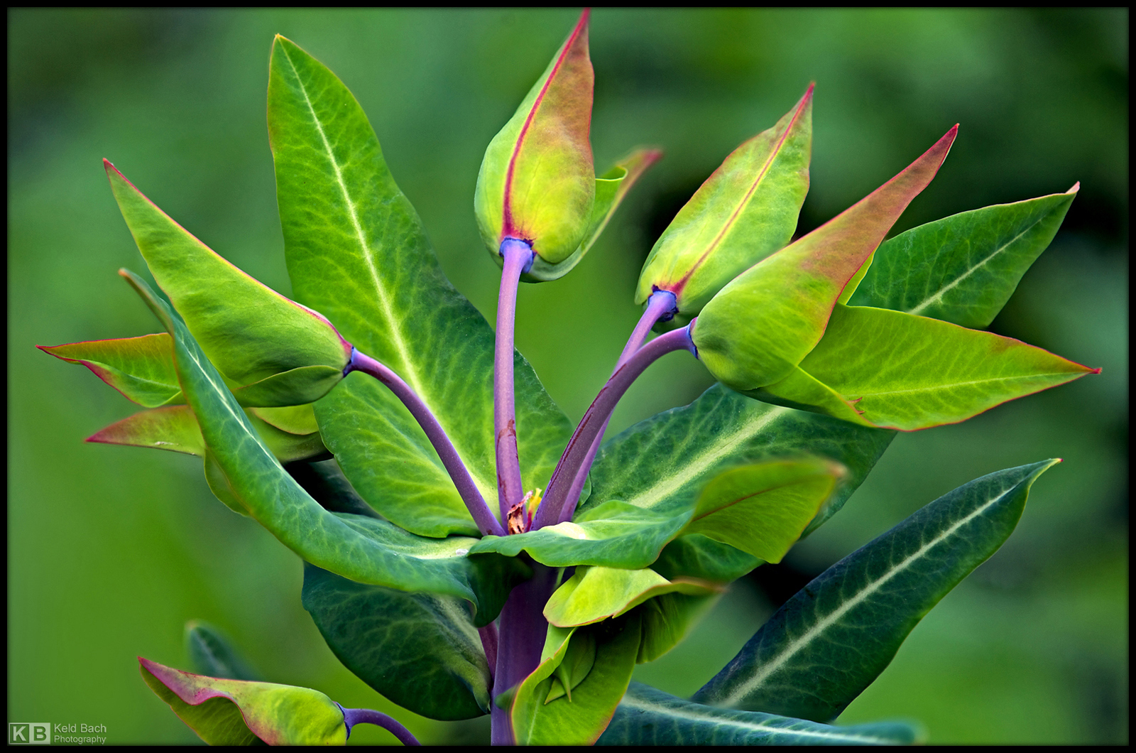 Petty Spurge