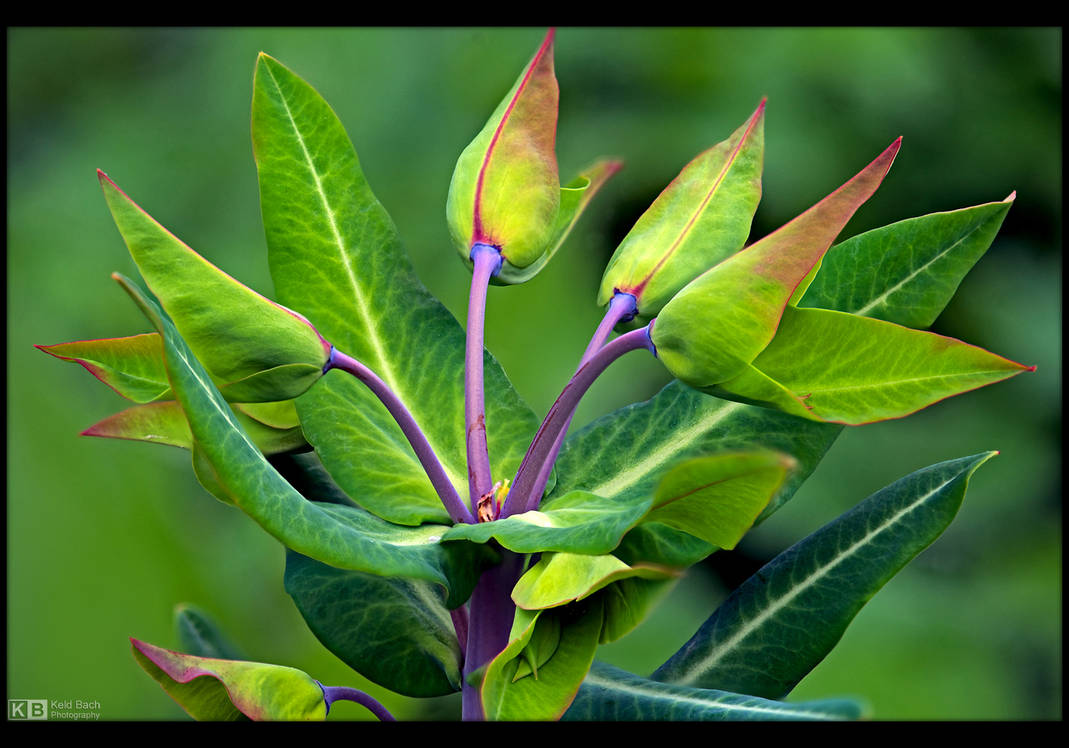 Petty Spurge by KeldBach