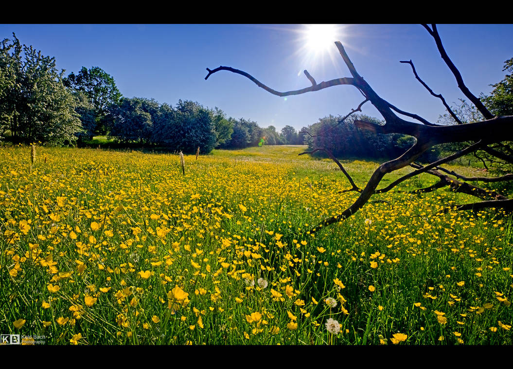 Buttercup Field by KeldBach