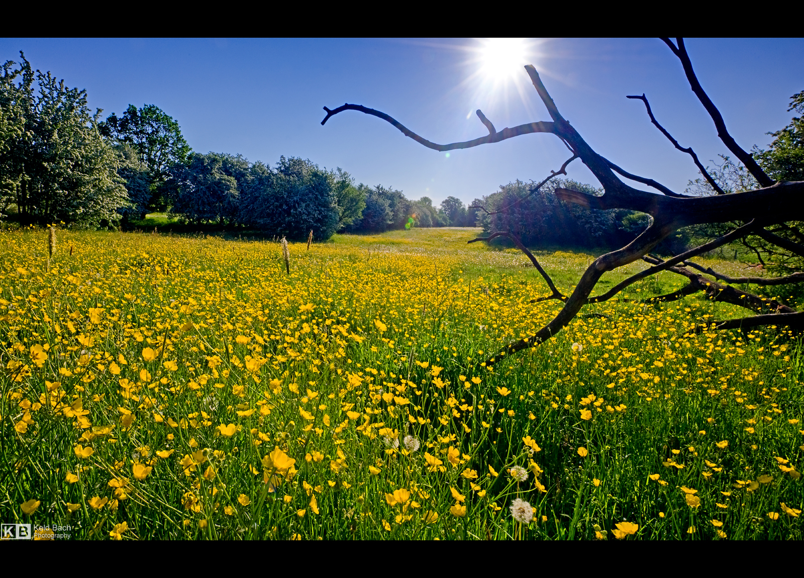 Buttercup Field by KeldBach