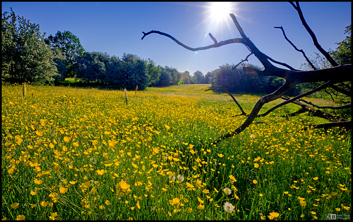 Buttercup Field
