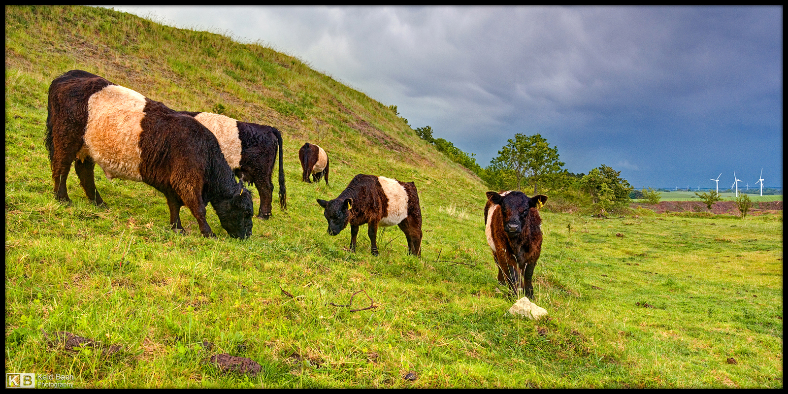 Galloway Cattle