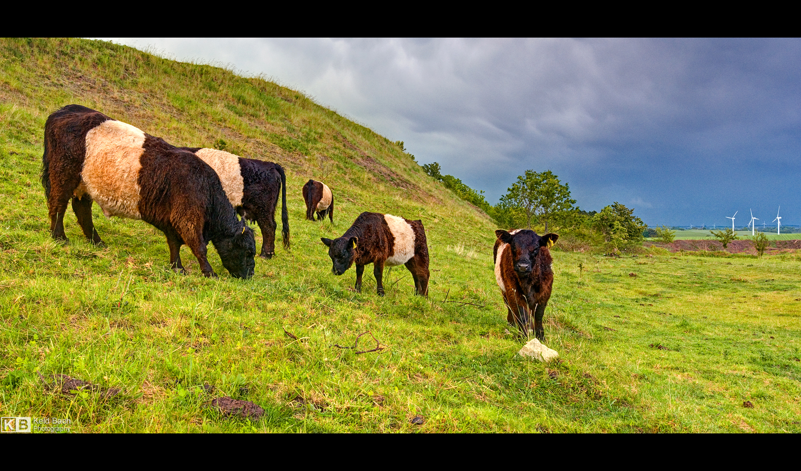 Galloway Cattle by KeldBach