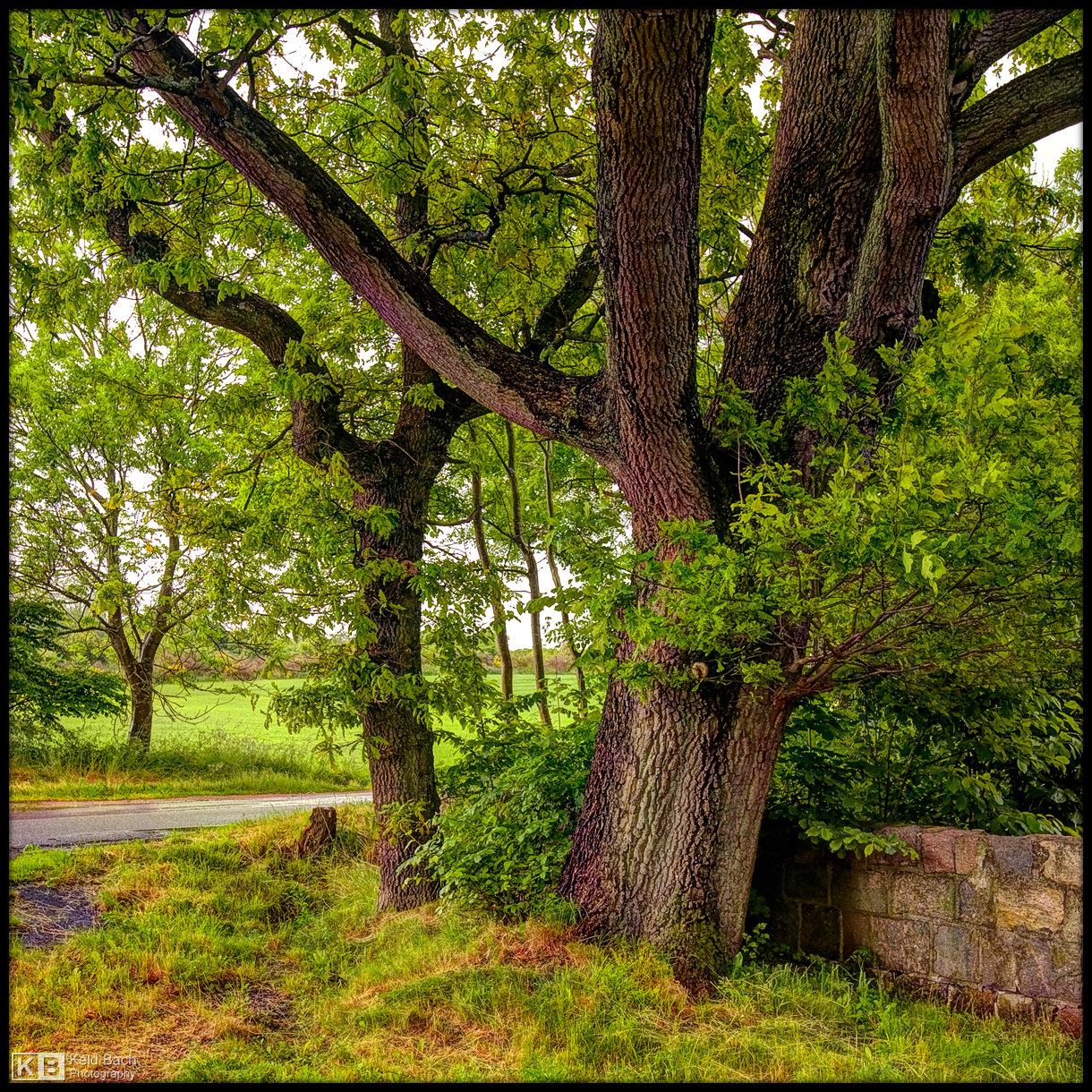 Farmer's Oak