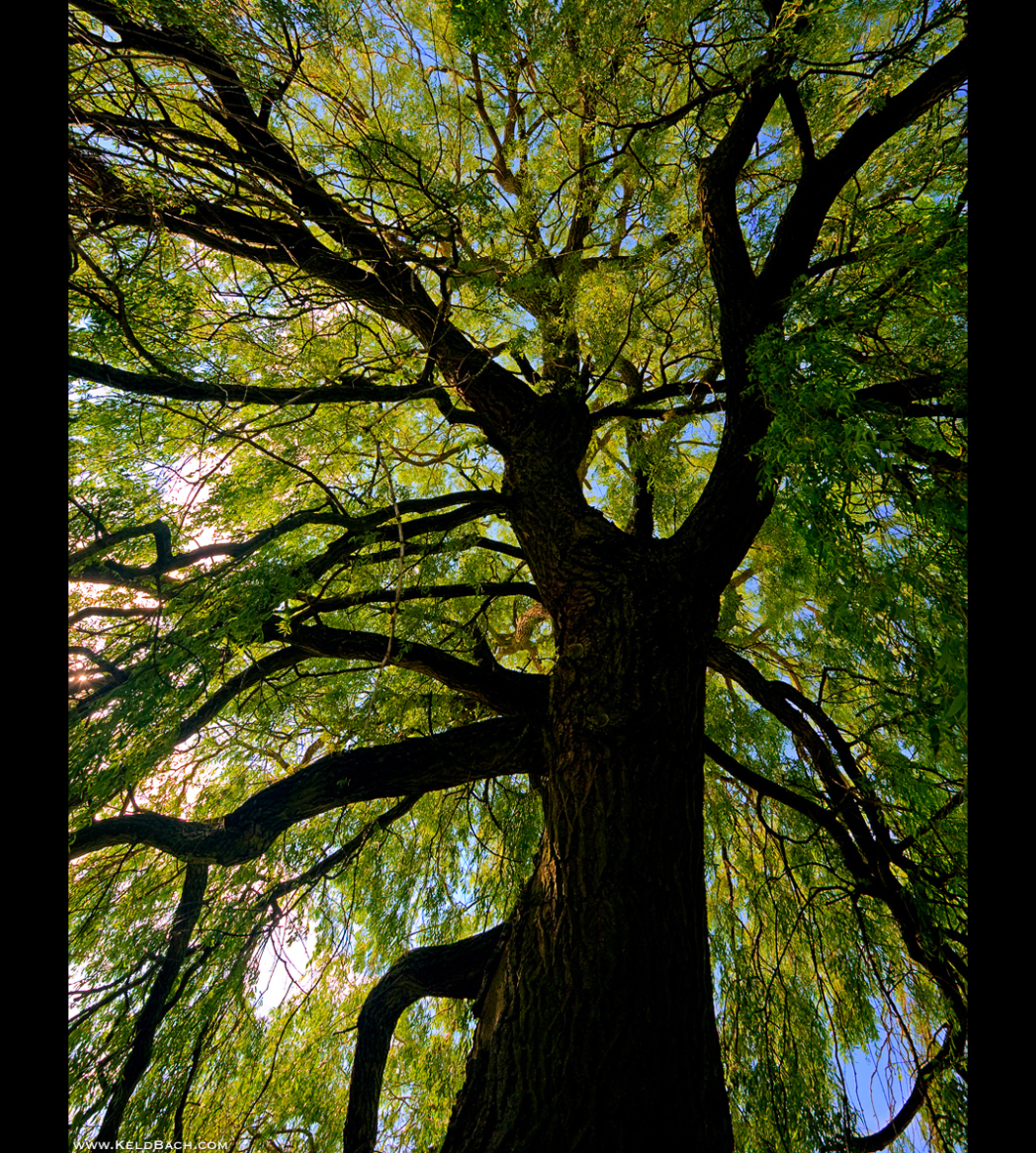 Tall and Strong by KeldBach