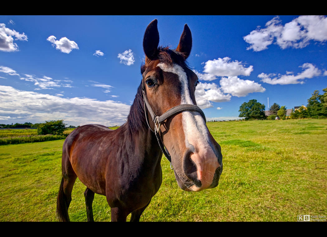 Posing, or Just Curious? by KeldBach