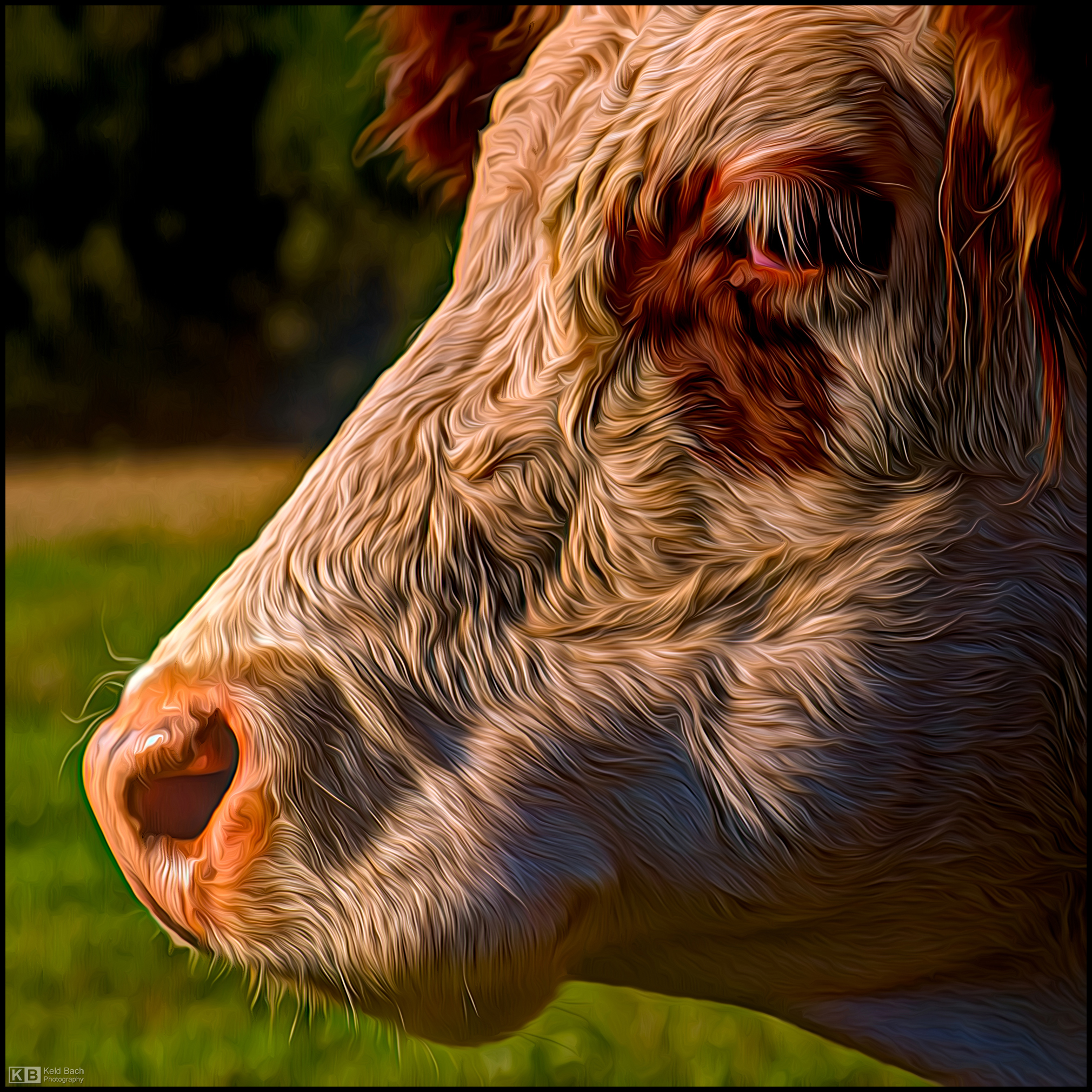 Hereford Profile