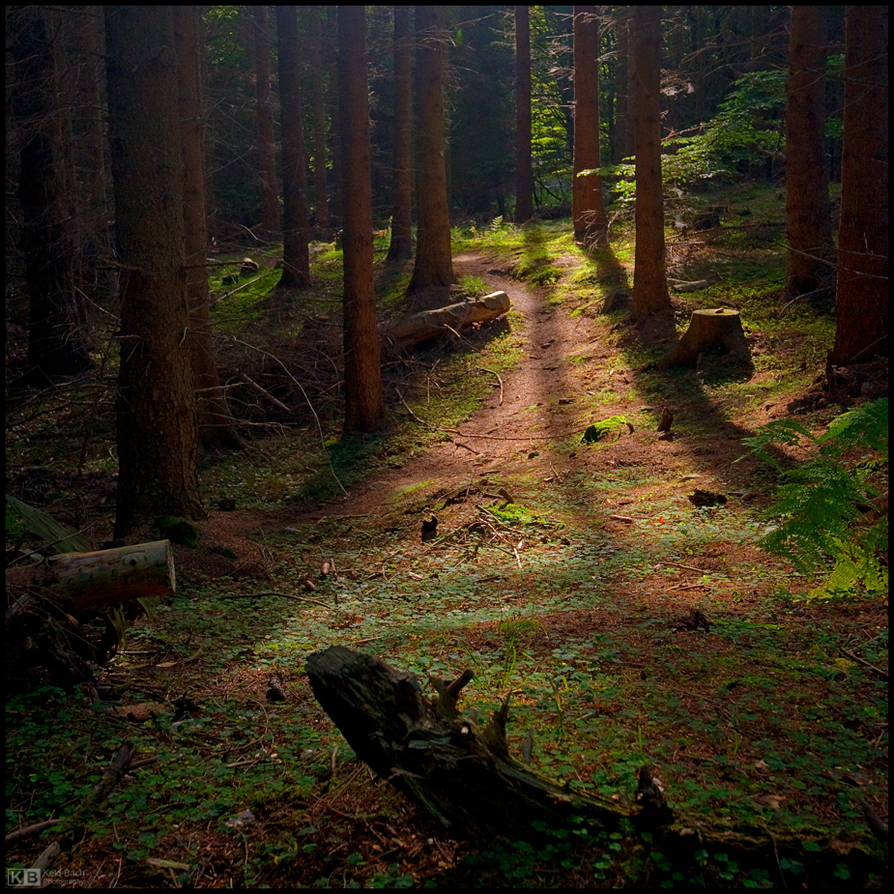 Just Follow the Light