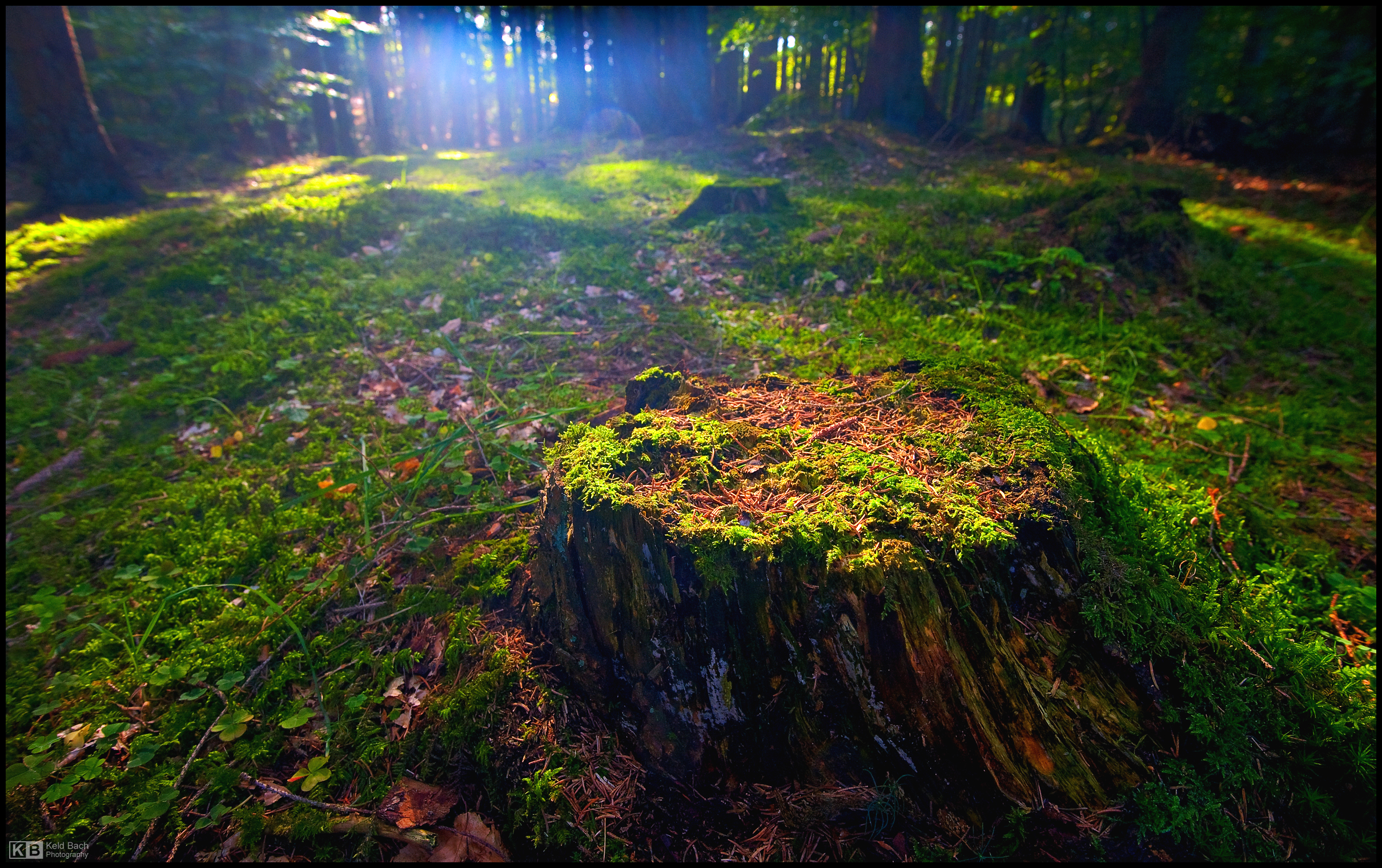 Mossy Stump
