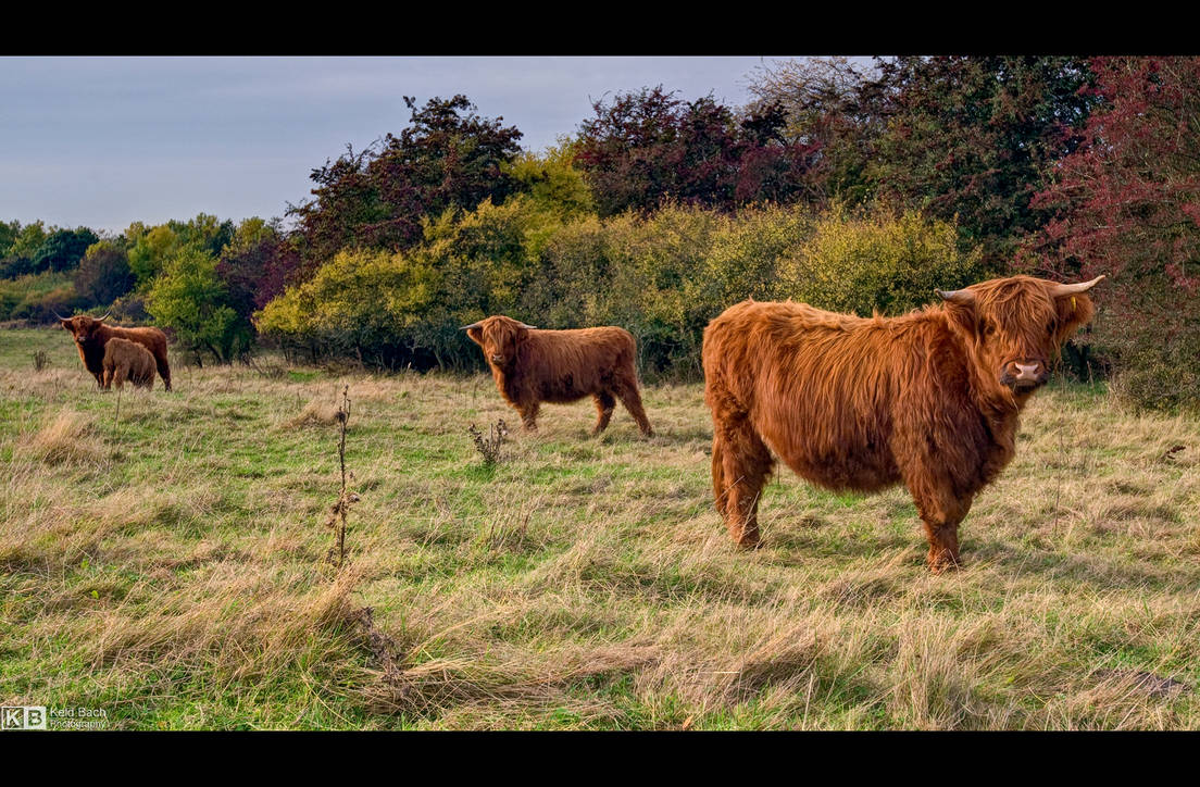 Meet the Highlanders by KeldBach