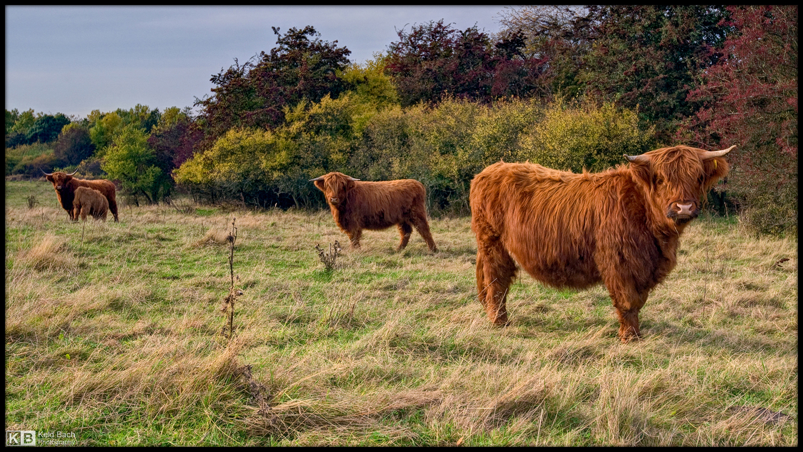 Meet the Highlanders