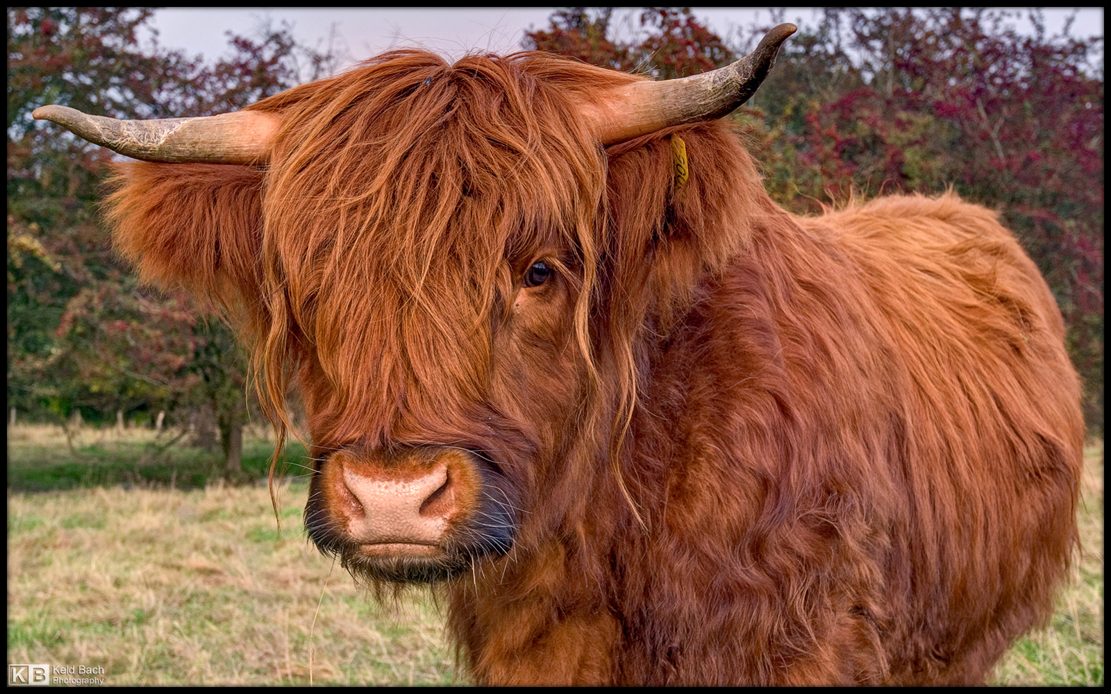 Highlander Bull Up Close