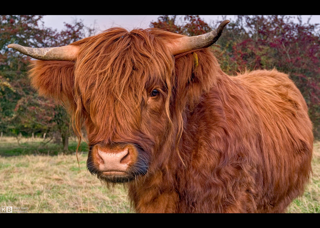 Highlander Bull Up Close by KeldBach