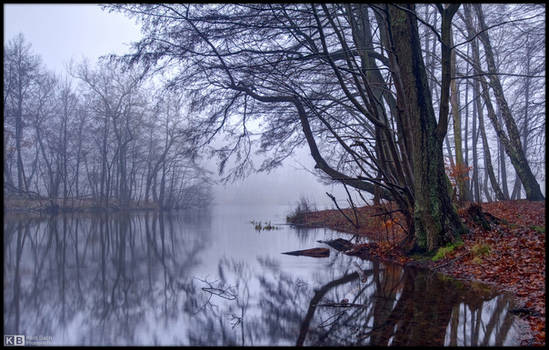 Foggy Winter Day