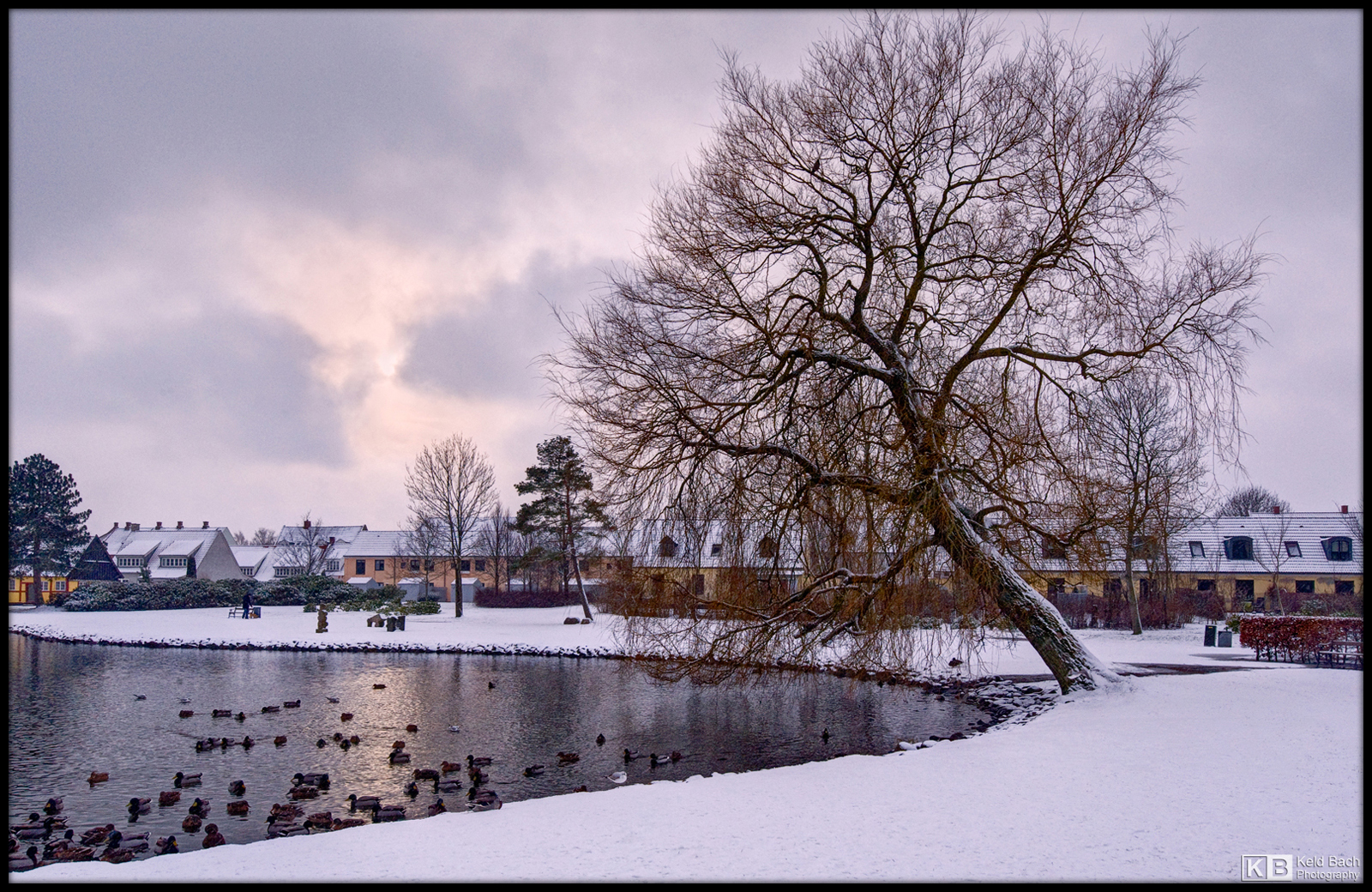 Winter Birds