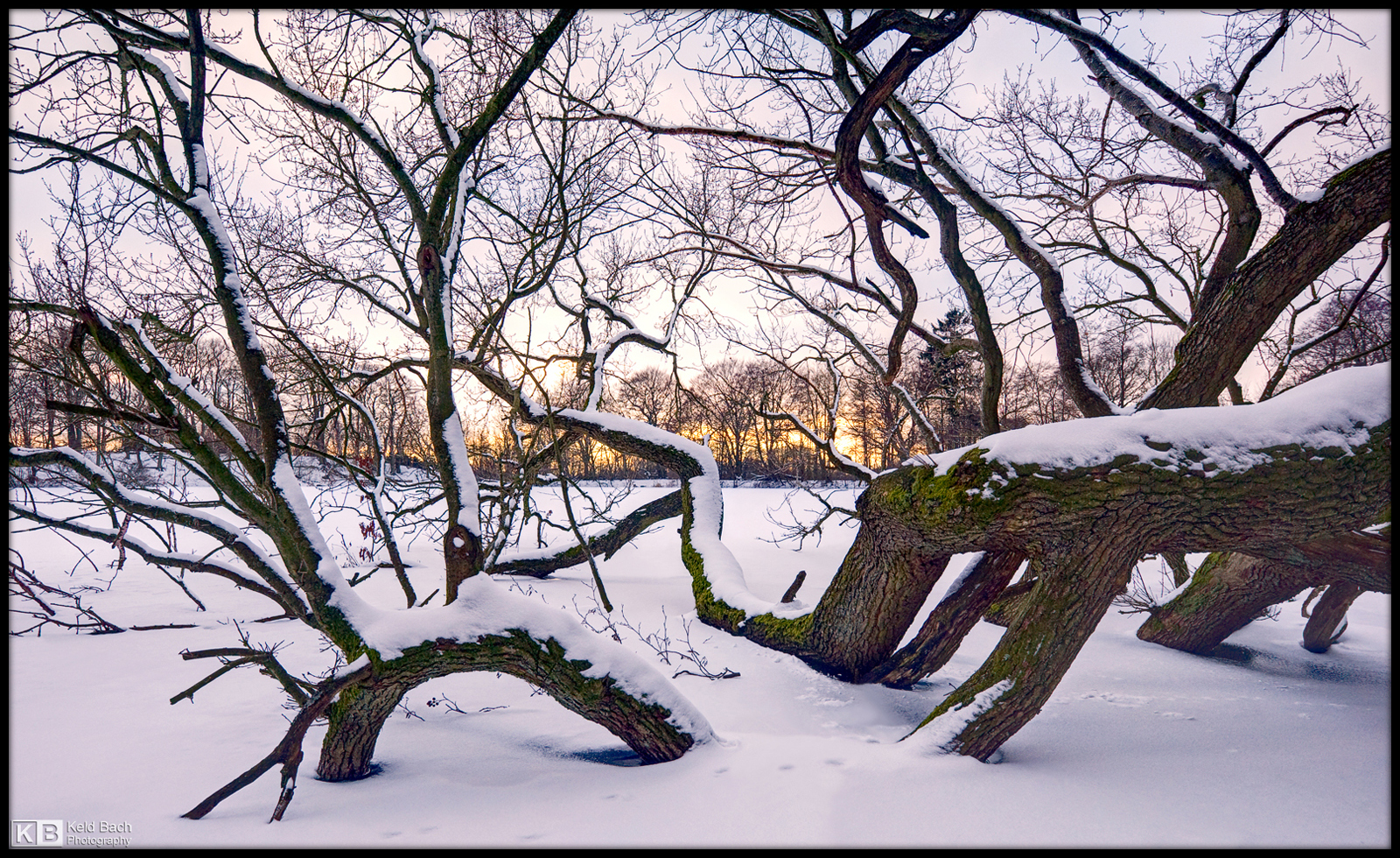 Fallen Giant, Winter