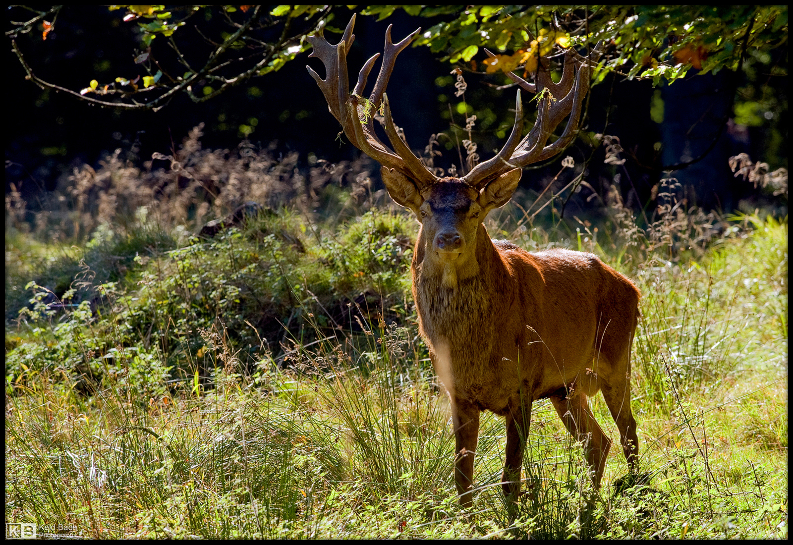 Red Deer Stag Approaching