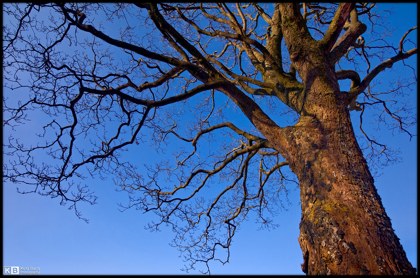Against a Clear Blue Sky