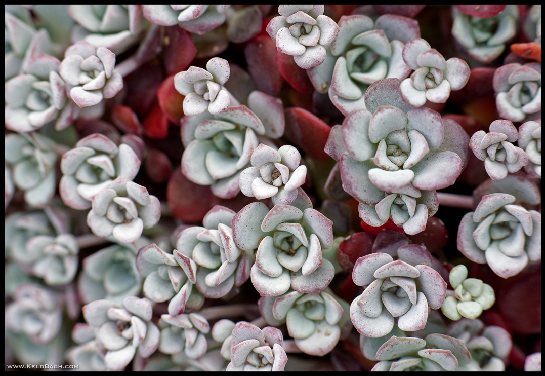 Stonecrop Mosaic