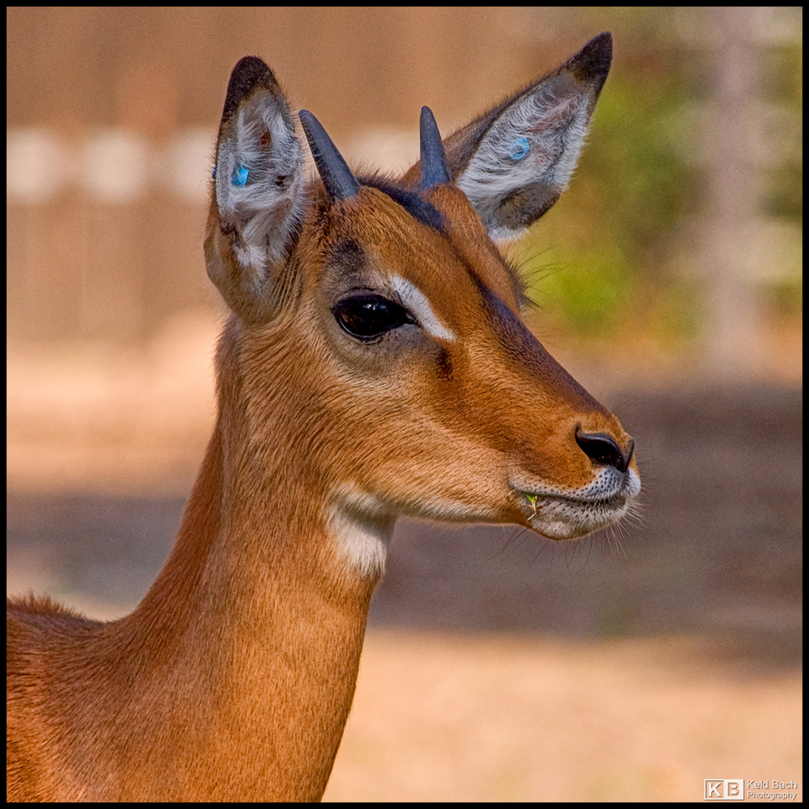 Male Impala Portrait