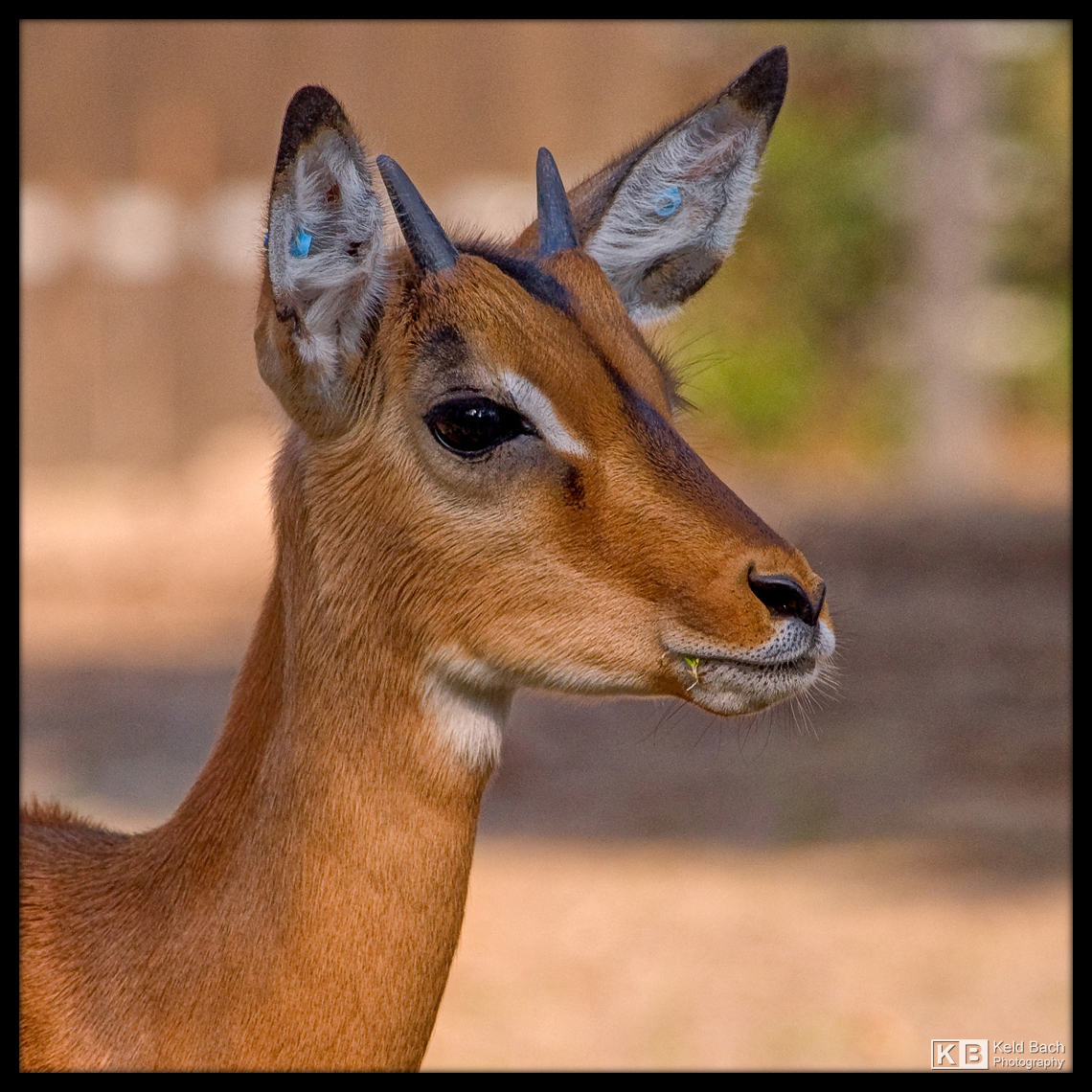 Male Impala Portrait by KeldBach