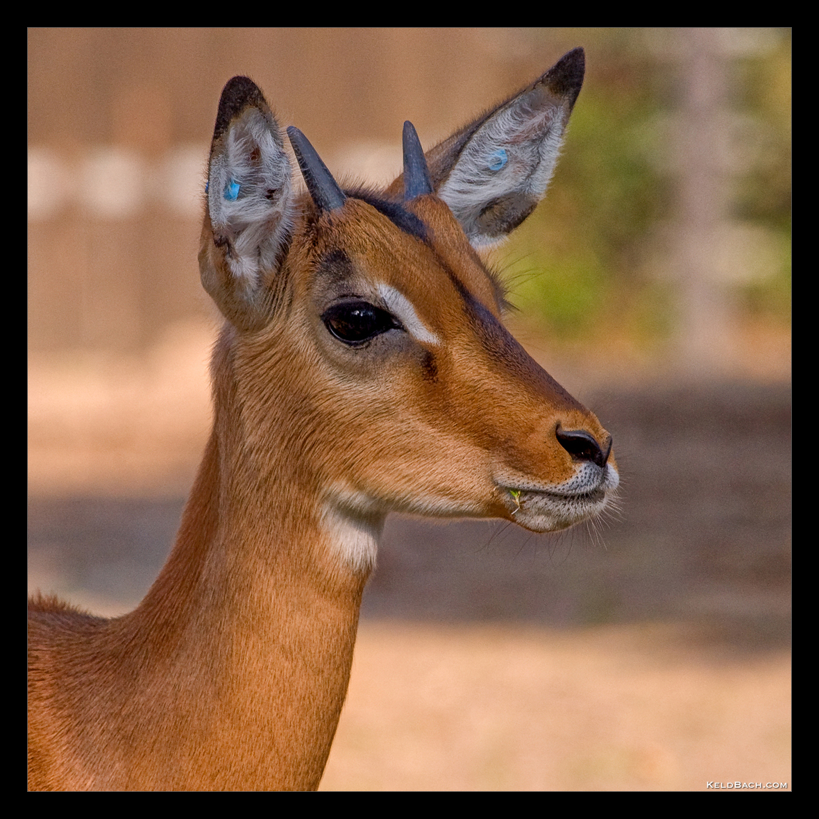 Male Impala Portrait by KeldBach